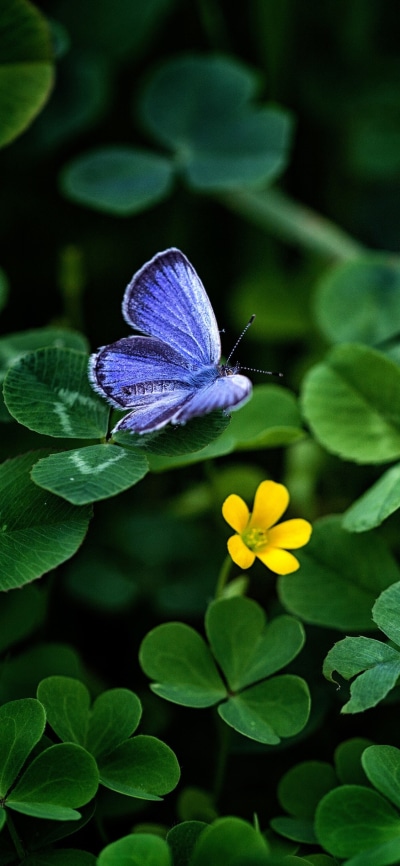 Animal Butterfly, Greenery, Clover, 1125x2436