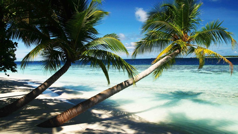 Maldives, 4k, holidays, palms, paradise, vacation, travel, hotel, island, ocean, bungalow, beach, sky