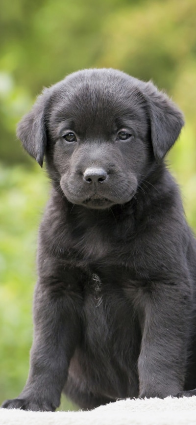 Animal Labrador Retriever, Dog, Puppy, Bokeh, 1125x2436