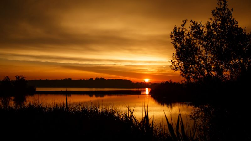 sunset, tree, horizon, grass, 4k