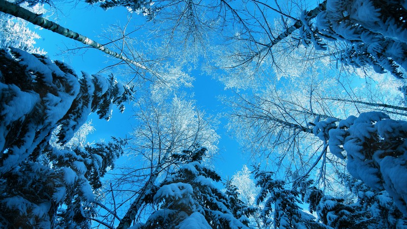 winter, 4K, forest, fir-tree, snow, winter