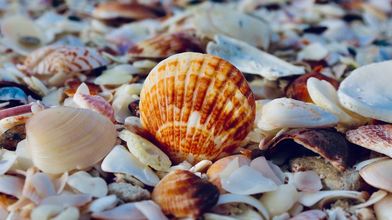 shells, the beach, sea, the rest, 4k