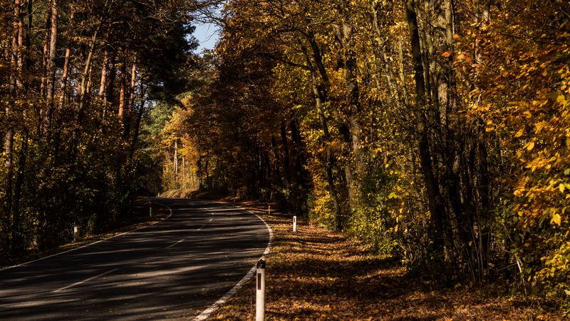 road, alley, autumn, trees, 4k