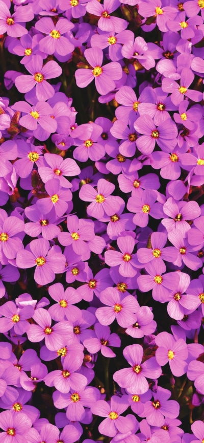 Earth Flower, Aubrieta, Purple Flower, Plant, 1125x2436
