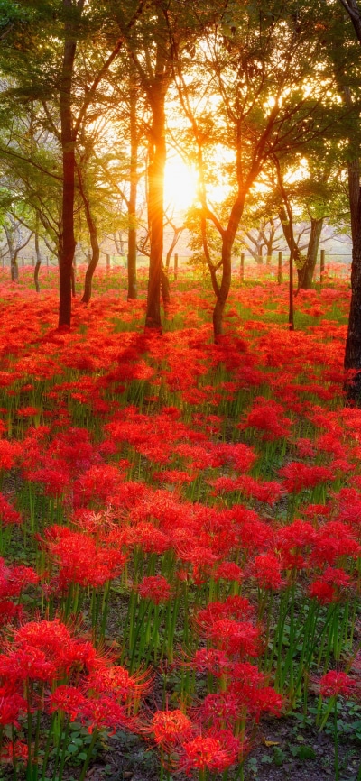 Earth Flower, Red Flower, Forest, 1125x2436