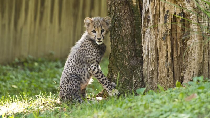 cheetah, little cat, cute, funny, 4k