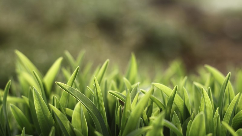 Green grass, 4K, macro
