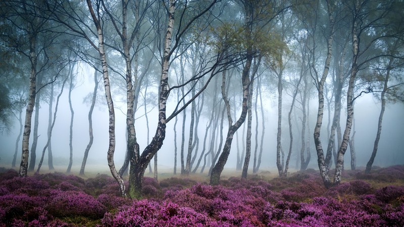 Stanton Moor, 4k, Peak District, UK, Forest, wildflowers, fog