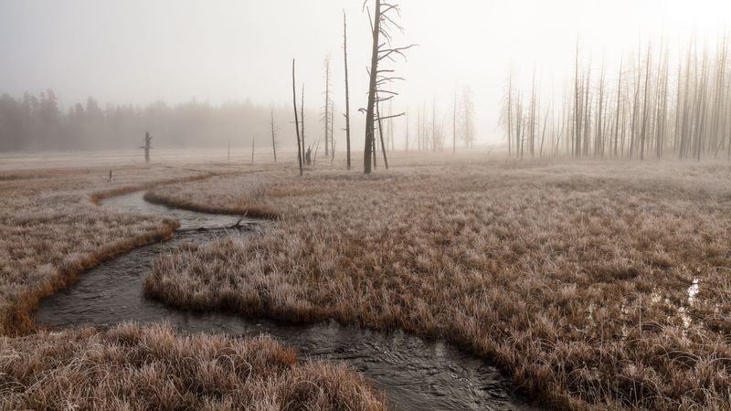 river, stream, grass, fog, 4k