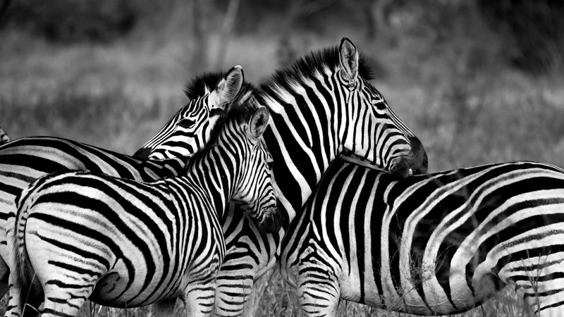Zebra, Black & White