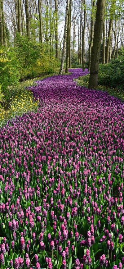 Earth Flower, Purple Flower, Forest, Nature, 1125x2436