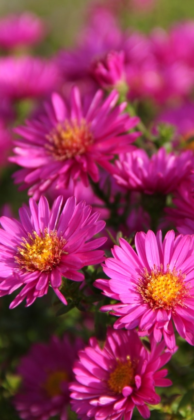 Earth Flower, Nature, Pink Flower, 1125x2436