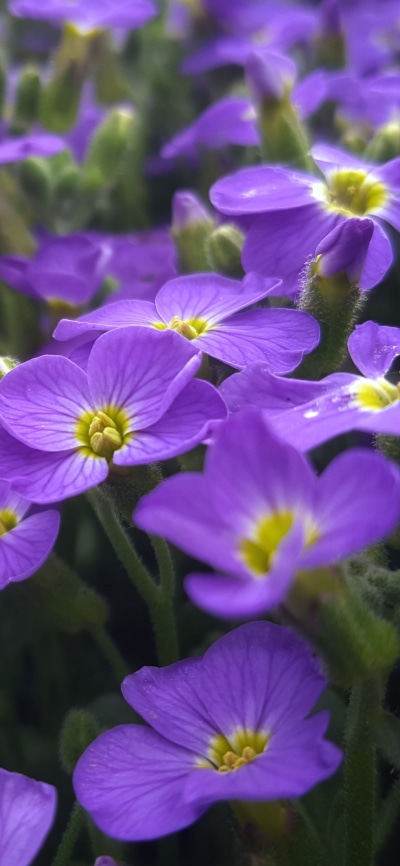 Earth Flower, Purple Flower, Nature, 1125x2436