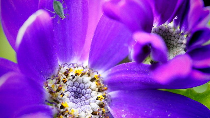 bee, 4k, purple, flower, yellow, insects