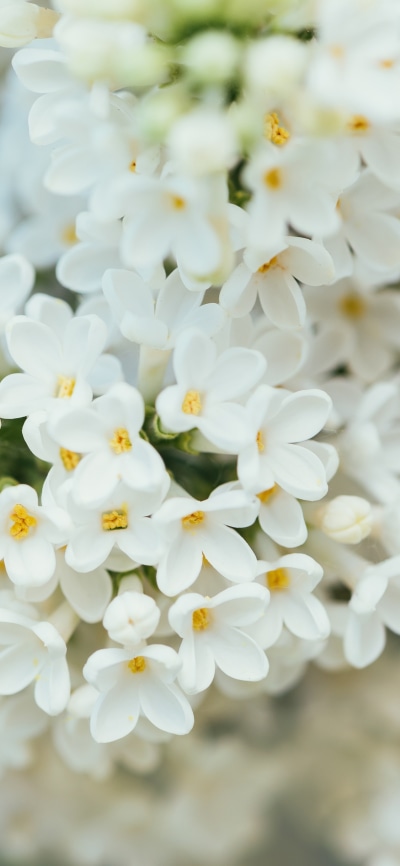 Earth Flower, White Flower, Nature, 1125x2436