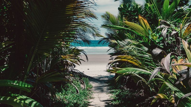 island, tropical, palm trees, beach, sand, thicket, 4k