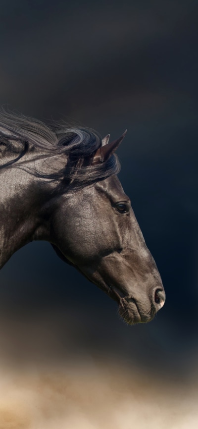 Animal Horse, 1125x2436