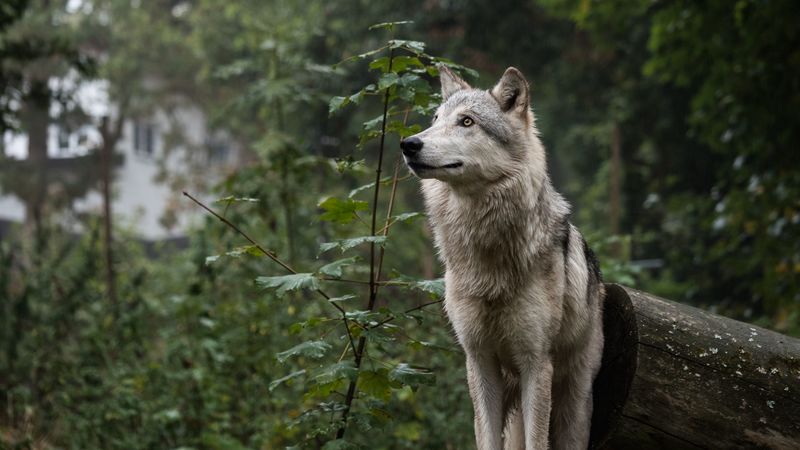 dog, cute, eared, forest, 4k