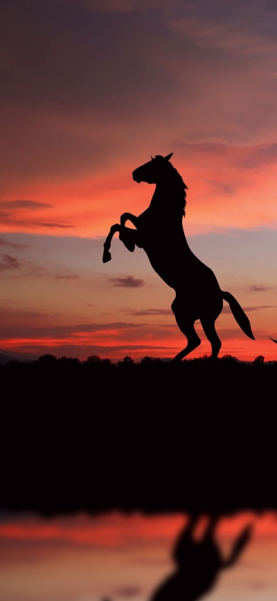 Animal Horse, Silhouette, Sunset, 1125x2436