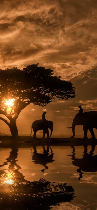 Photography Sunset, Silhouette, Tree, Elephant, Reflection, 1125x2436