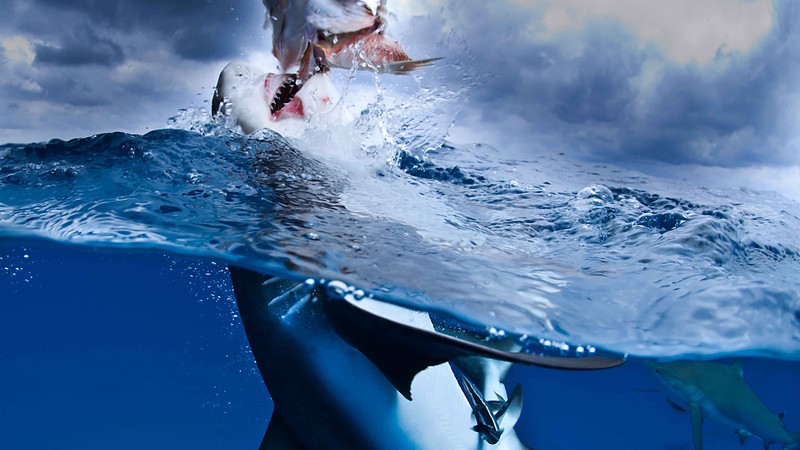 Caribbean Reef, Shark, diving, tourism, travel, split shot