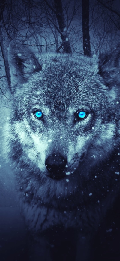 Fantasy Wolf, Forest, Blue Eyes, Snowfall, 1125x2436