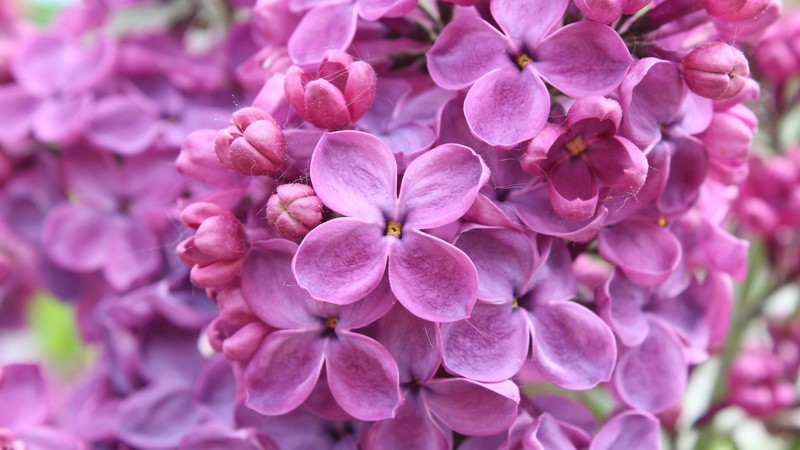 purple, 4k, lilac, flowers