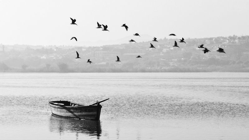 boat, birds, bw, horizon, 4k