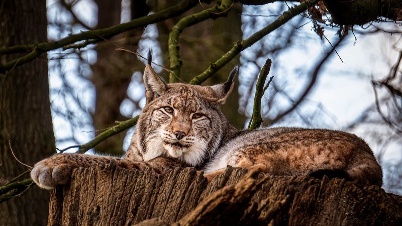 lynx, big cat, animal, tree, 4k