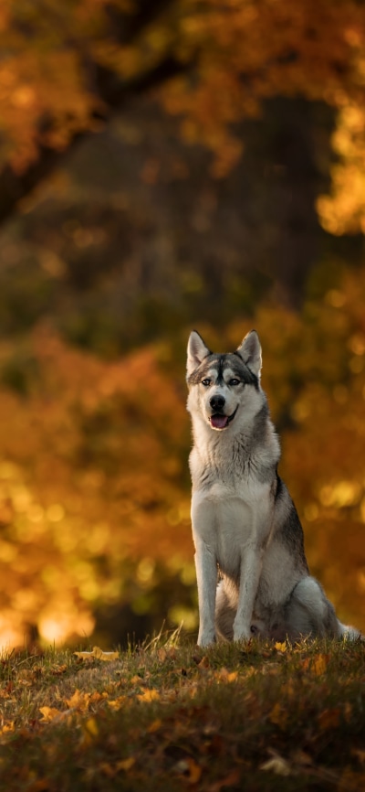 Animal Husky, Depth Of Field, Dog, Fall, 1125x2436