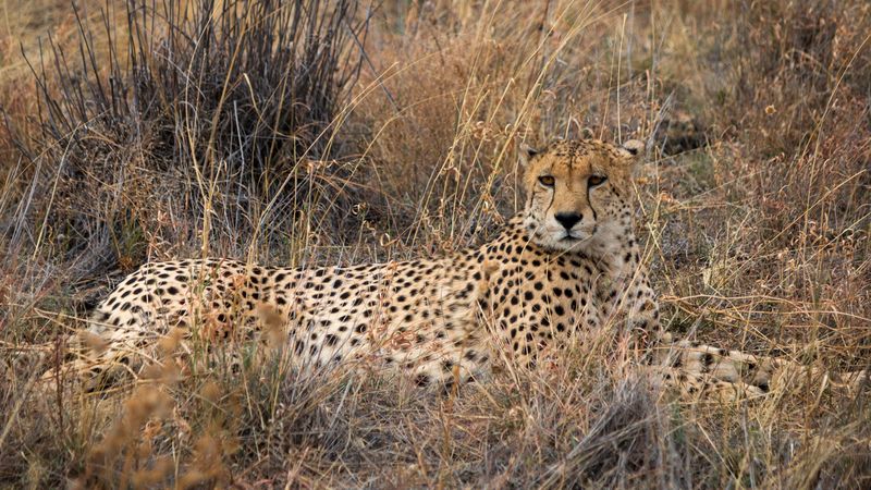 cheetah, big cat, predator, grass, dry, 4k