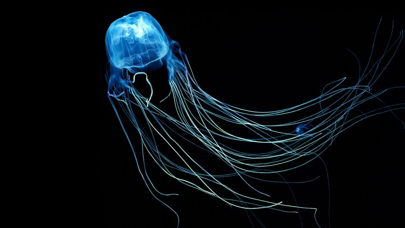 Australian Box Jellyfish, 4k, Jellyfish, Rangiroa, Indian Ocean, diving, tourism