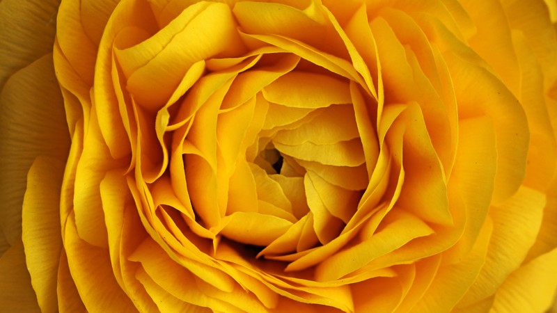 Rose, 4k, flowers, yellow, macro