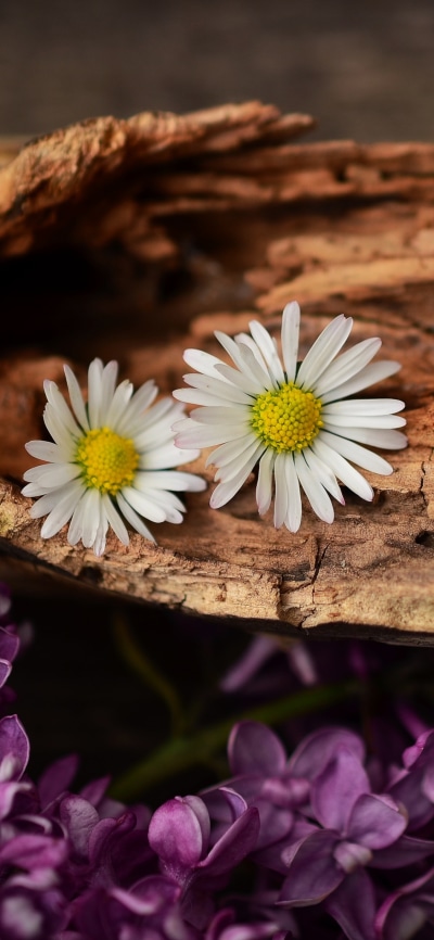 Earth Flower, Daisy, Bark, Lilac, 1125x2436