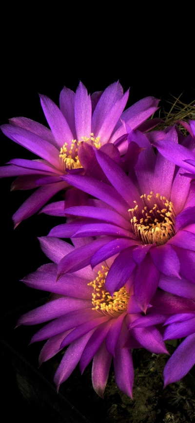 Earth Flower, Earth, Cactus, Purple Flower, 1125x2436