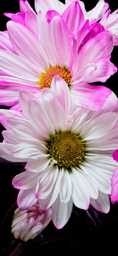Earth Flower, Pink Flower, White Flower, 1125x2436