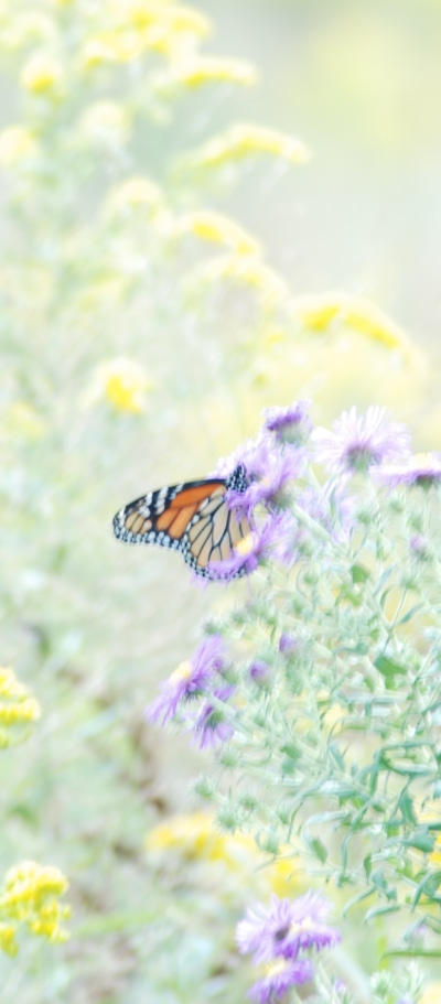 Animal Butterfly, Flower, 1080x2460