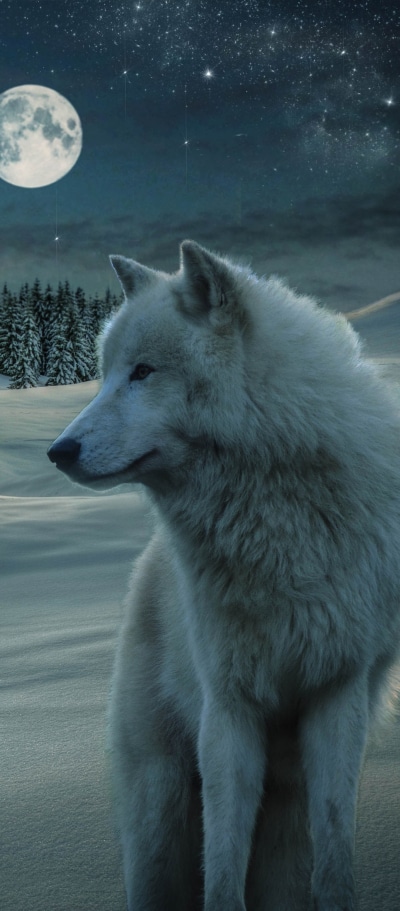 Animal Wolf, White Wolf, Night, 1080x2460