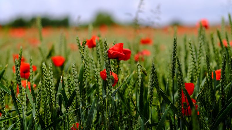 poppy, flowers, field, grass, 4k