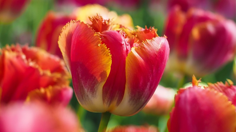 Tulips, flowers, 4k, red, green