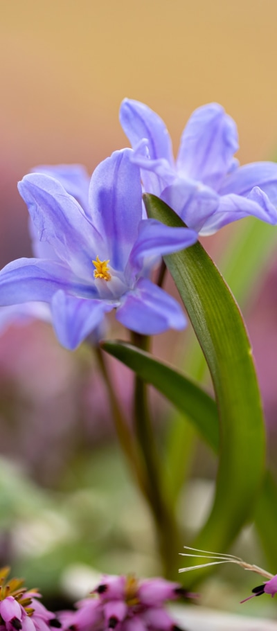 Earth Flower, Macro, 1080x2460