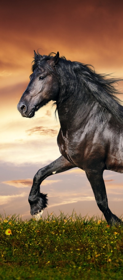 Animal Horse, 1080x2460