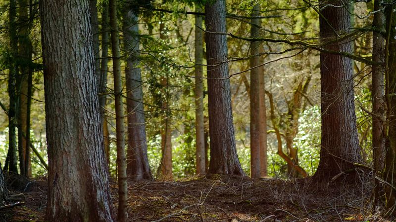 tree, branches, bark, forest, 4k