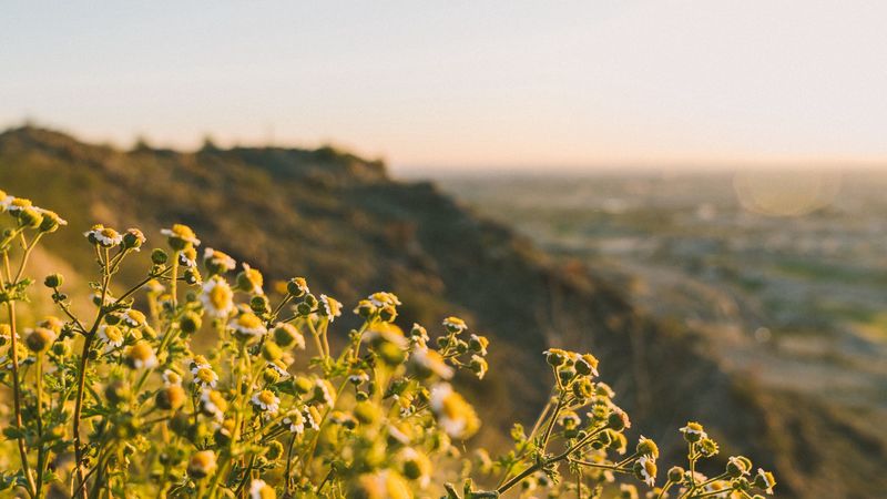 grass, flowers, slope, field, 4k