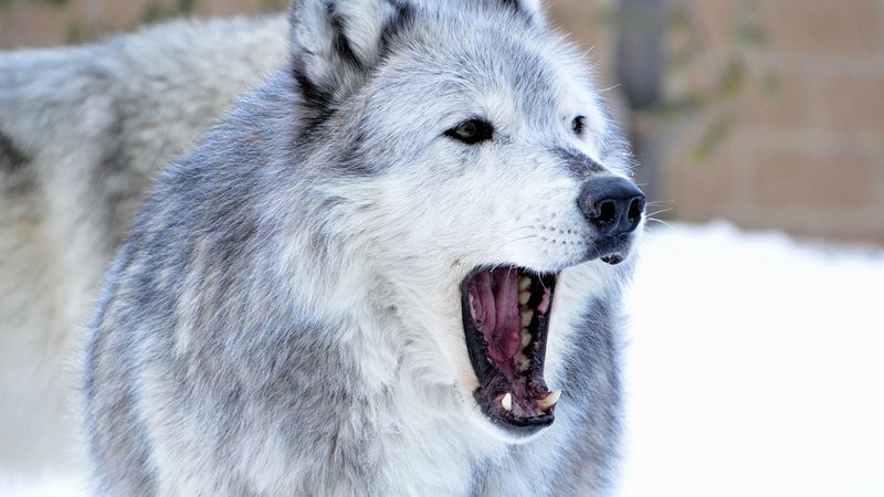 wolf, predator, jaws, fangs, animal, 4k