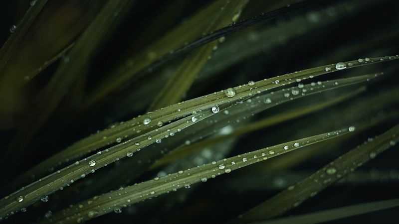grass, drops, water, macro, green, 4k