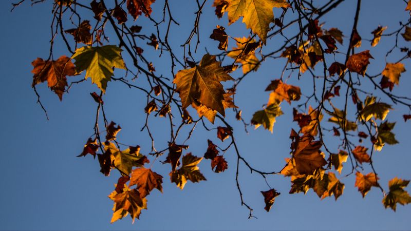 leaves, maple, branches, tree, 4k