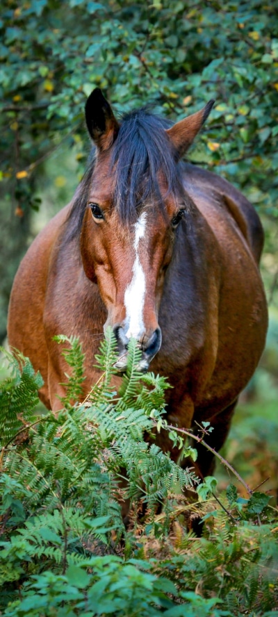 Animal Horse, 1080x2400