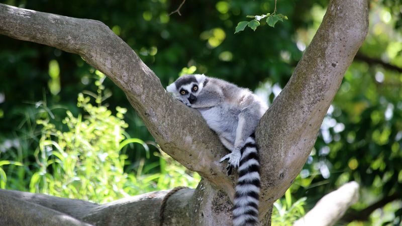 lemur, cute, animal, tree, 4k