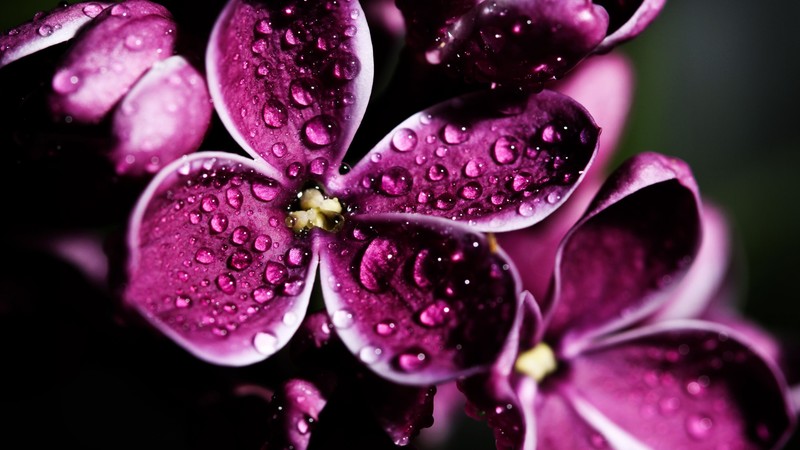 Lilac, 4k, purple, drops